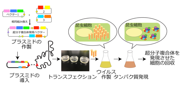 recombinant