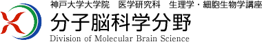 神戸大学大学院　医学研究科　生理学・細胞生物学講座　分子脳科学分野