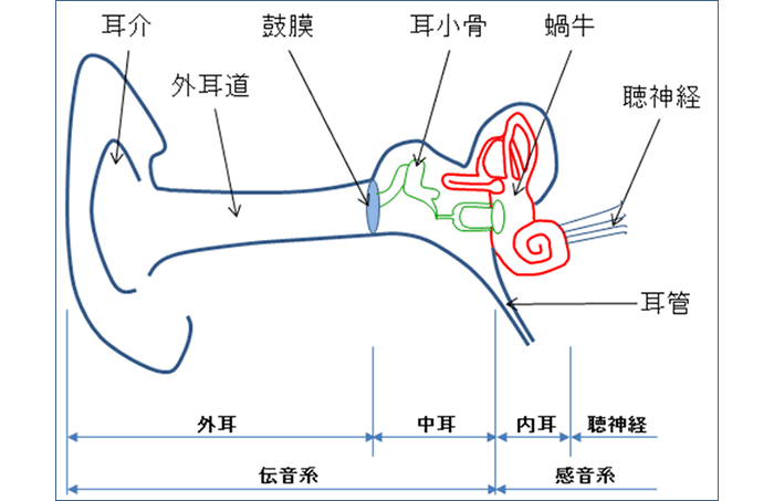 耳の構造