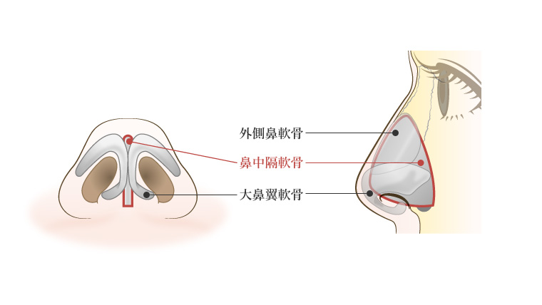 鼻中隔の構造