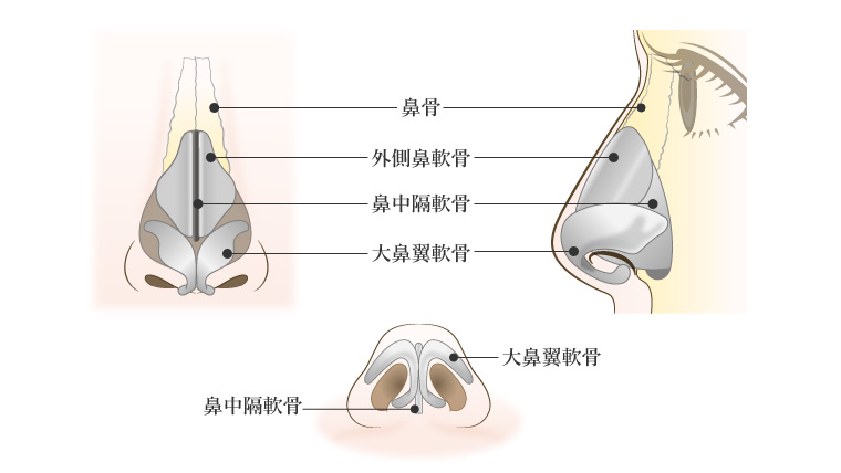 鼻の構造