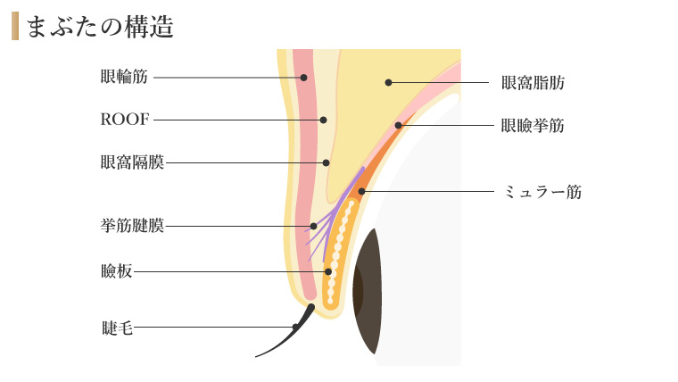 まぶたの構造