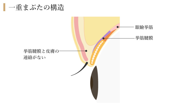 一重まぶたの構造