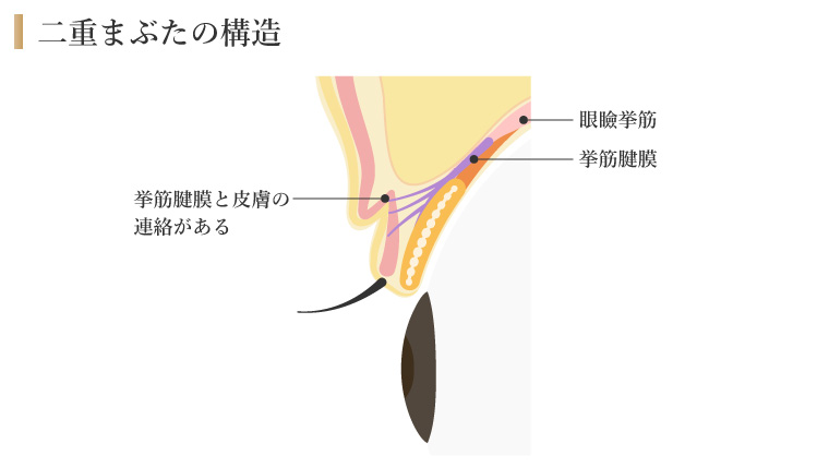 二重まぶたの構造