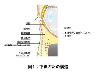 下まぶたの構造