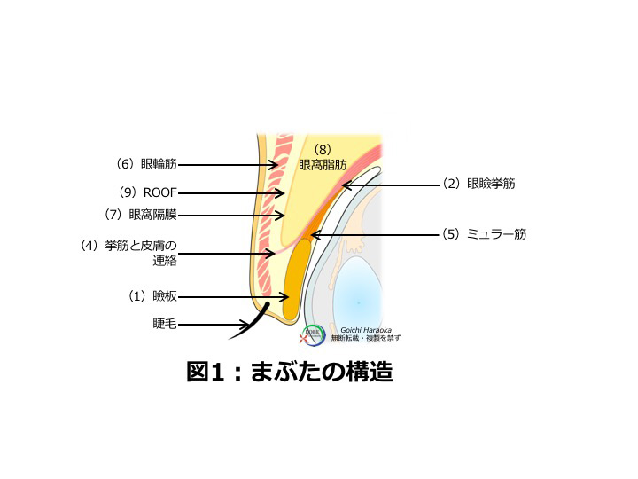 眼瞼下垂 神戸大学医学部附属病院 美容外科 Kobe Univercity Hospital Aethetic Surgery