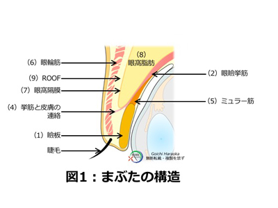 上まぶたの解剖図