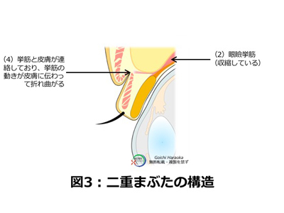 上まぶたの解剖図（二重まぶた）