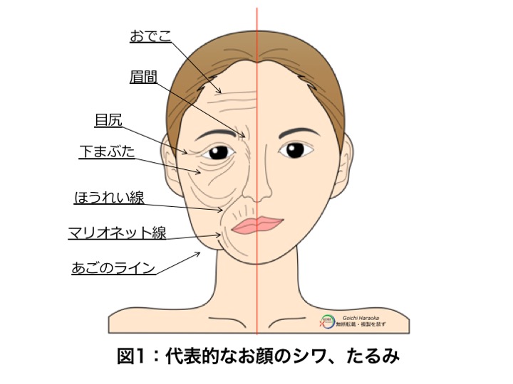 顔 部位 名称