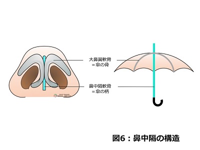 鼻中隔の構造 