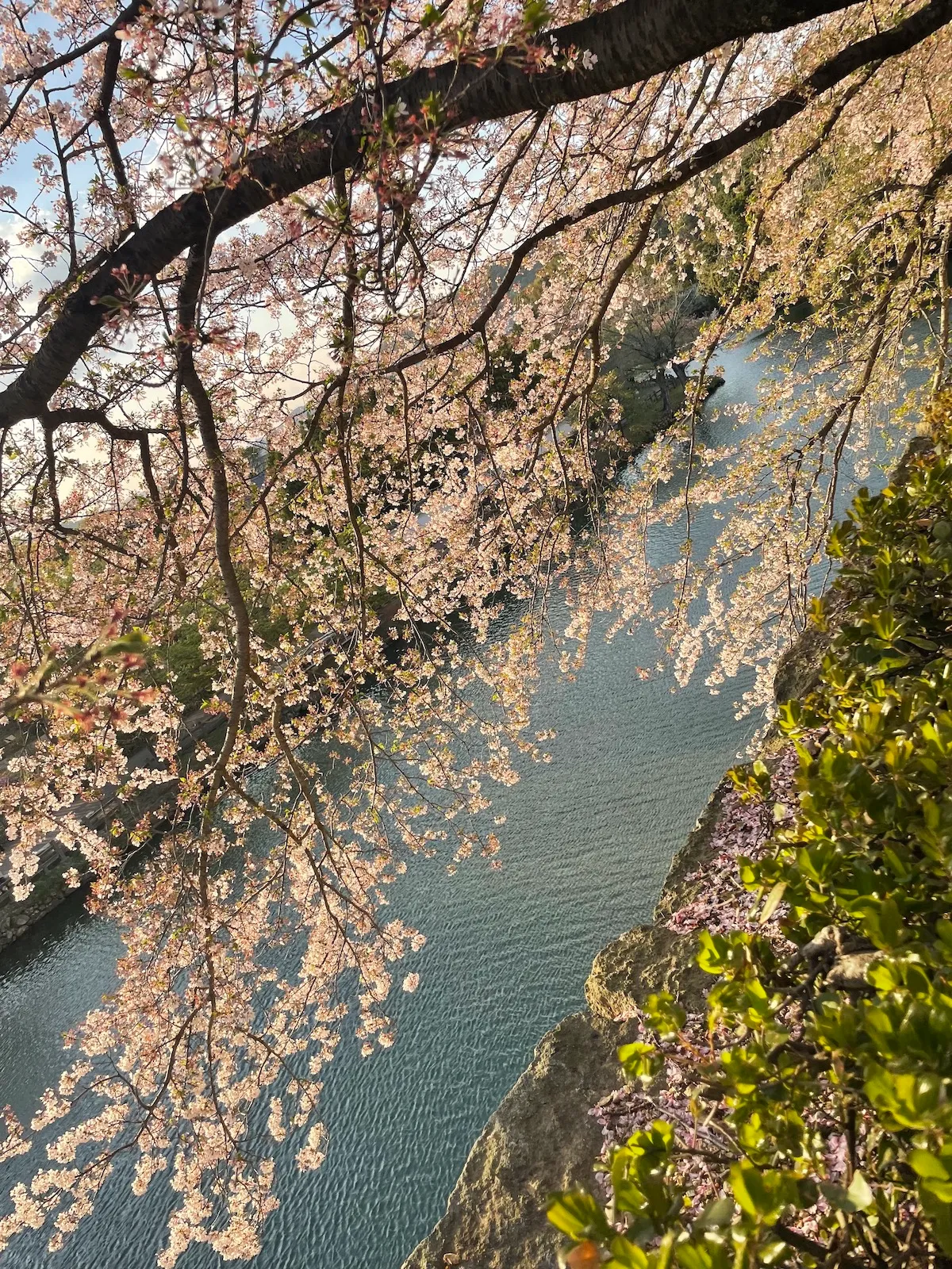 外堀川と桜