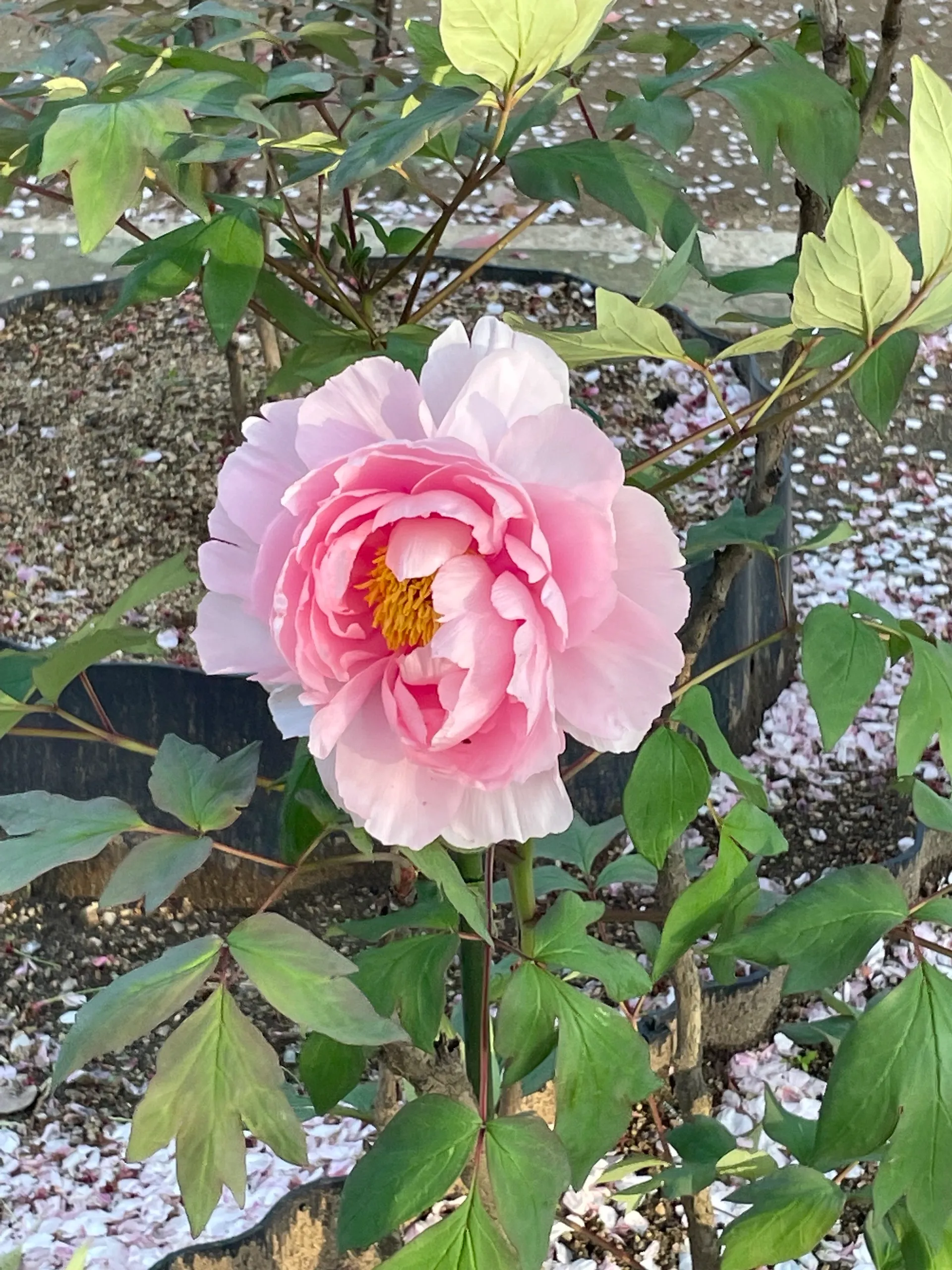 千姫ぼたん園にて