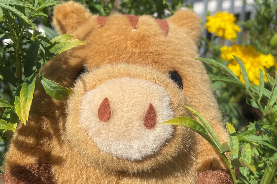 ~夏の日のうりぼー inはり姫エントランス~