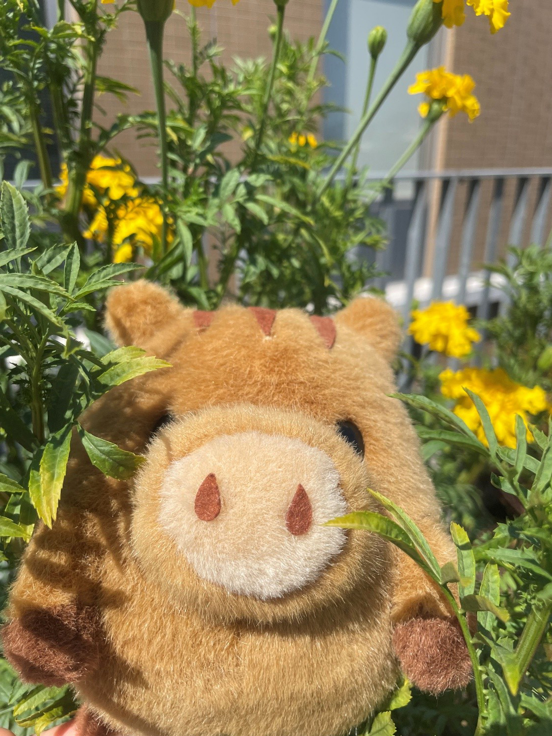 ～夏の日のうりぼー　inはり姫エントランス～