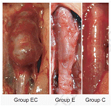 小口径人工血管に関する研究