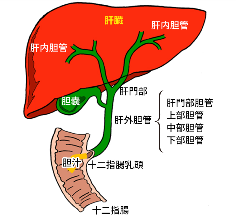 胆道について