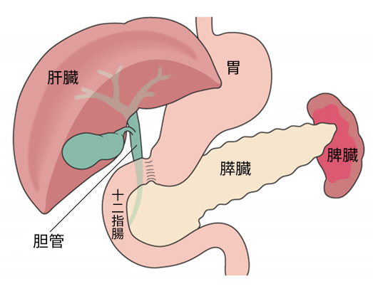 膵臓