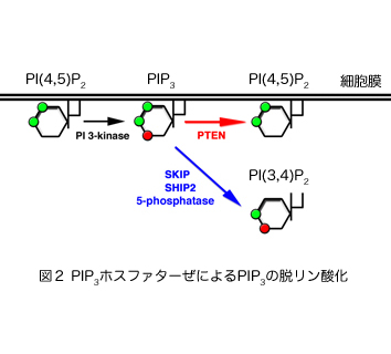 ホスファターゼ２