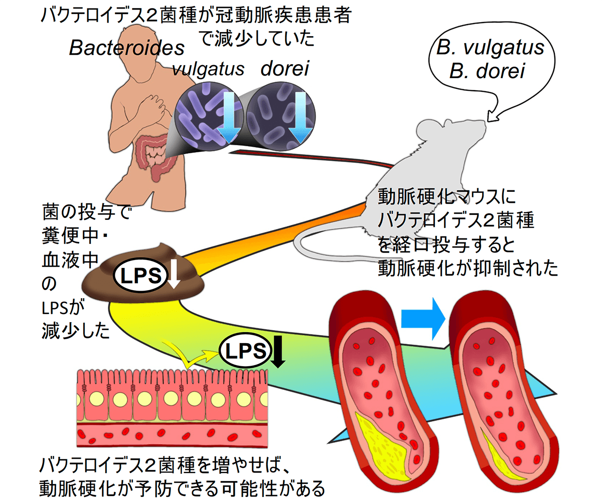 神戸大学大学院医学研究科 内科学講座・循環器内科学分野