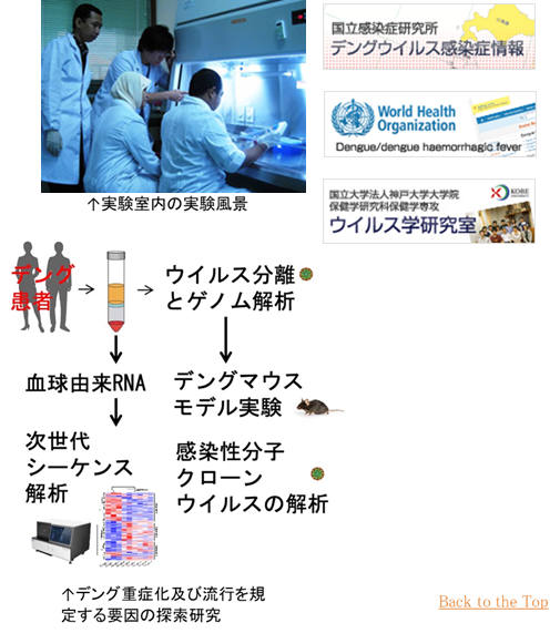 フィールド（AI）1,WHO Dengue/dengue haemorrhagic fever,神戸大学大学院保健学研究科保健学専攻 ウィルス学研究室