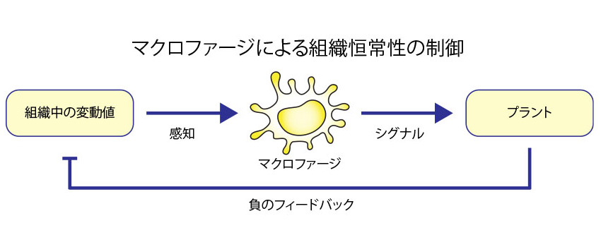 恒常性生理学イメージ