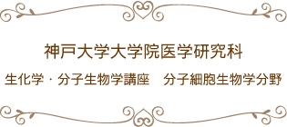 神戸大学大学院医学研究科 生化学・分子生物学講座　分子細胞生物学分野