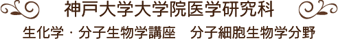 神戸大学大学院医学研究科 生化学・分子生物学講座　分子細胞生物学分野