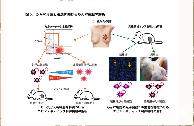 研究内容 神戸大学大学院医学研究科 生化学 分子生物学講座 分子細胞生物学分野