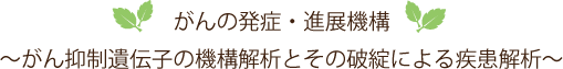 がんの発症・進展機構 ～がん抑制遺伝子の機構解析とその破綻による疾患解析～