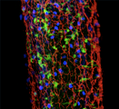 Cell labeling