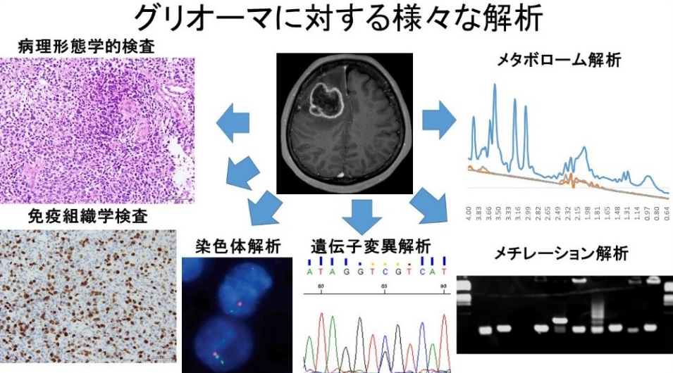 遺伝子解析