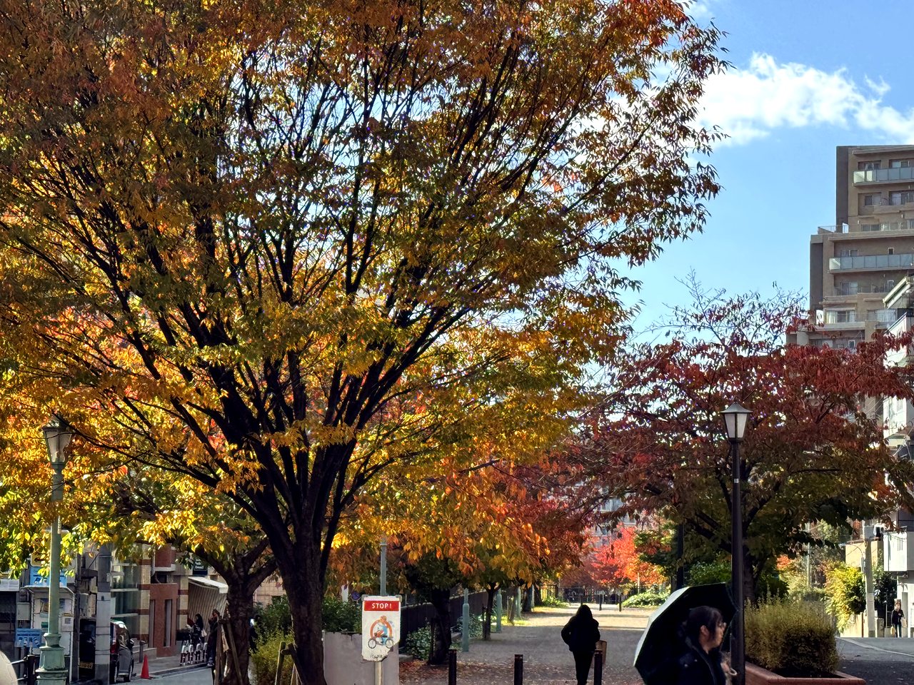 Autumn foliage on a Kobe street