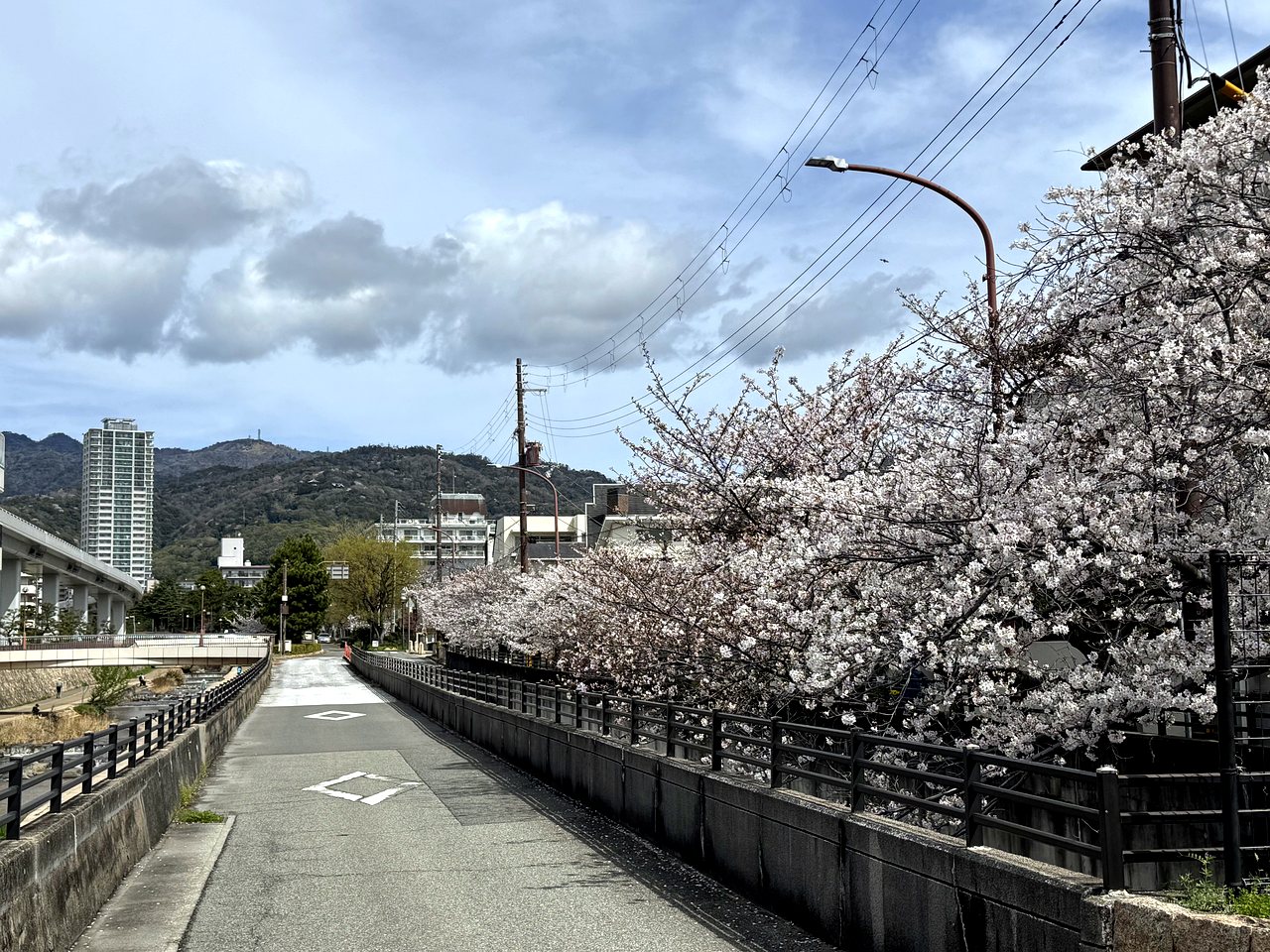 Cherry blossoms along a Kobe street in spring