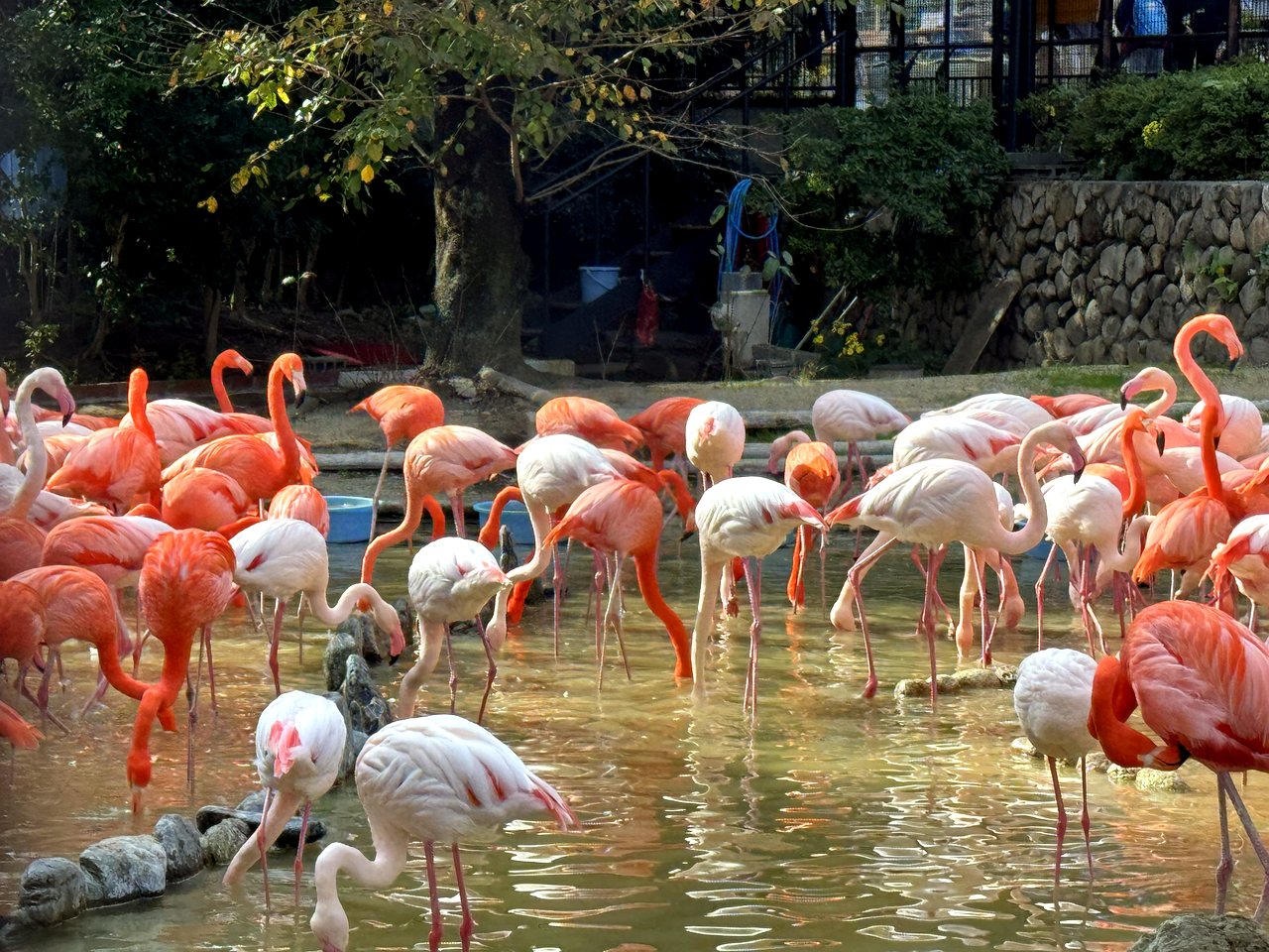 Flamingos at a city zoo