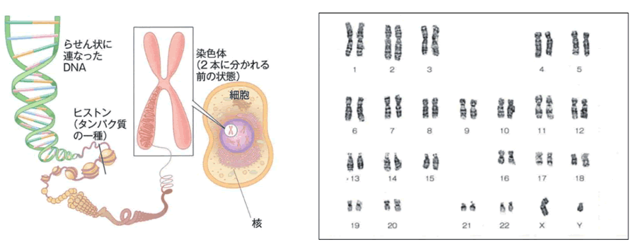 染色体・遺伝子とは