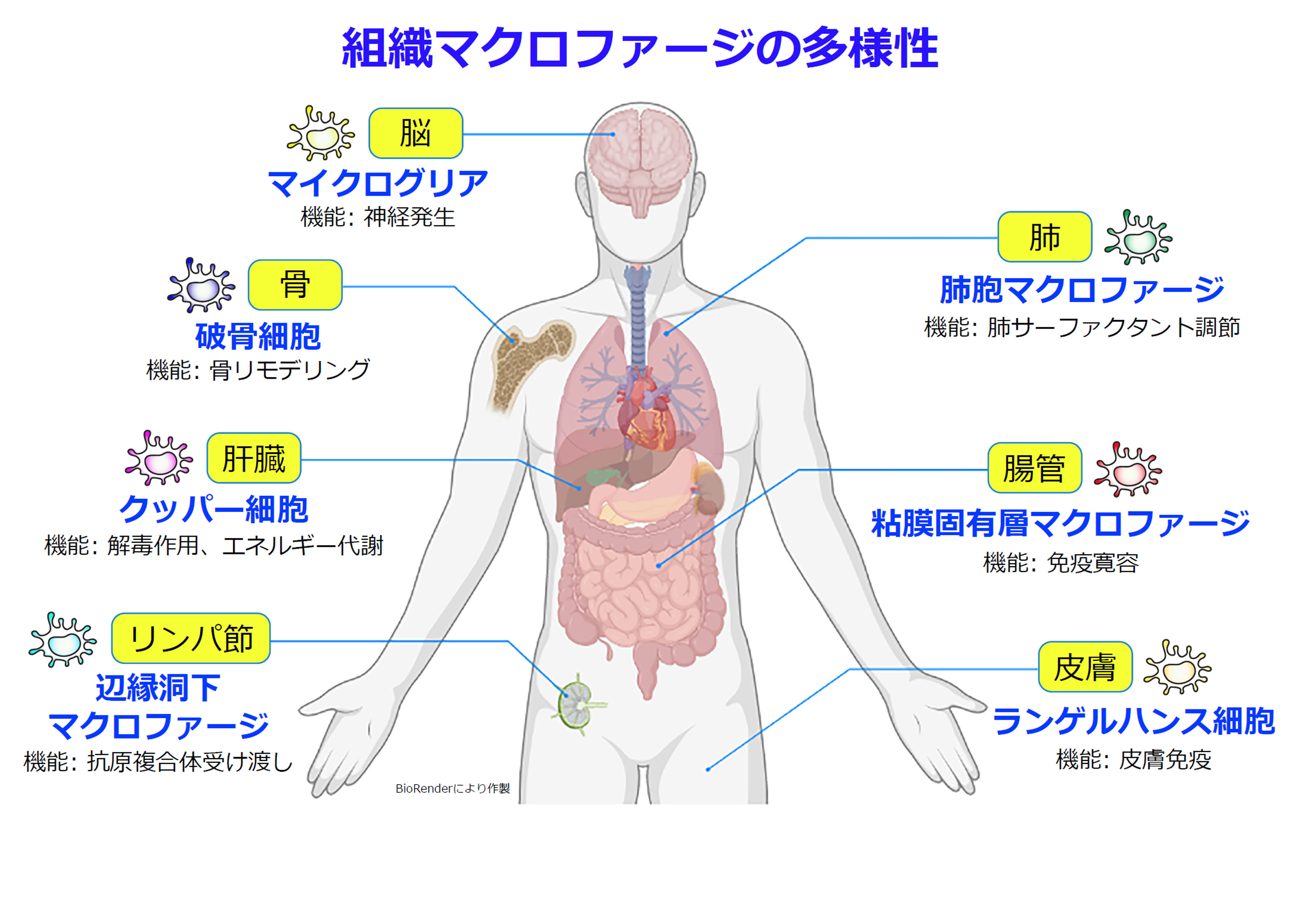 組織マクロファージ