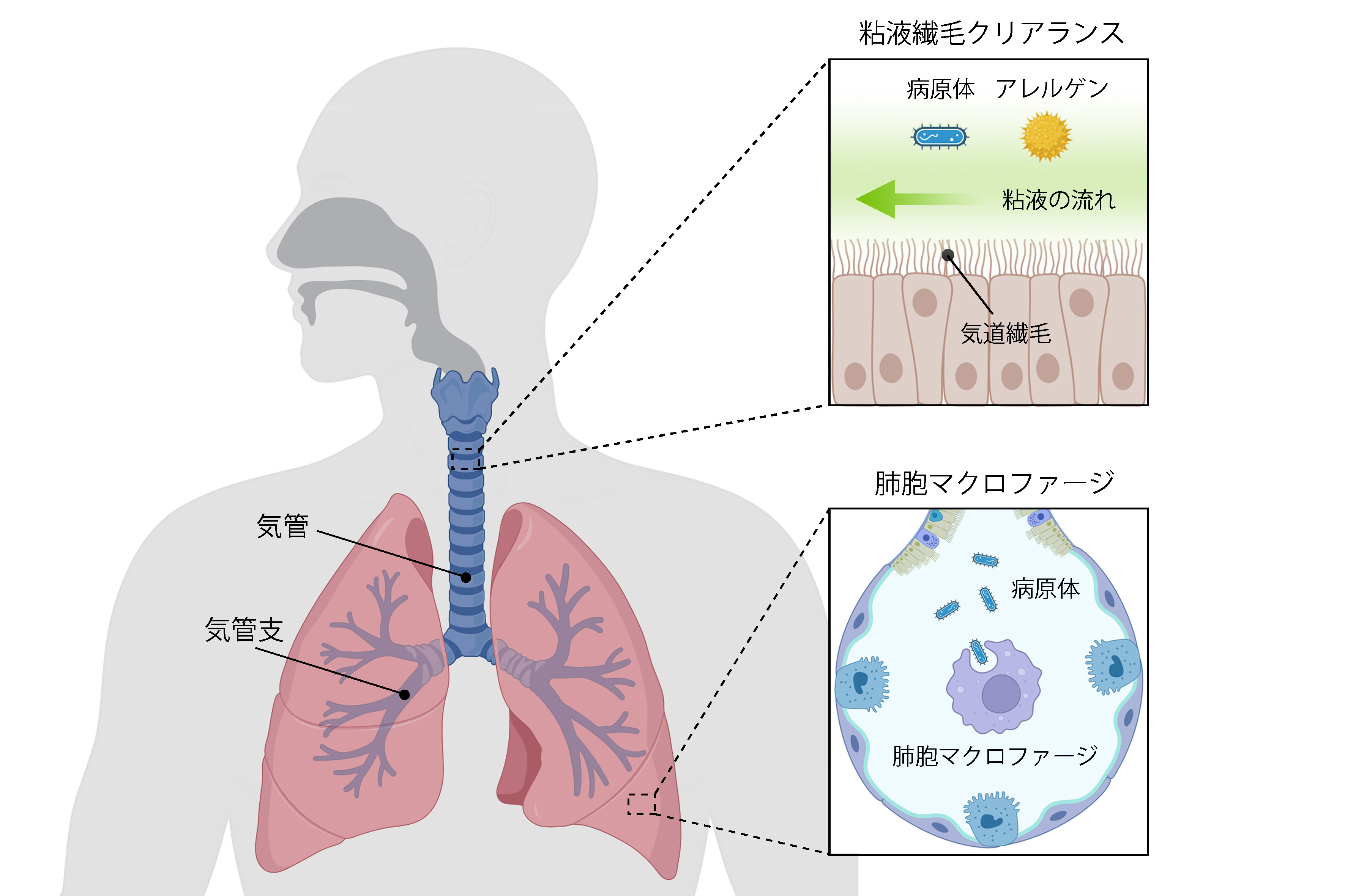 呼吸器の感染防御